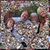 Karen Mansfield Hunsader's profile image