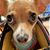 Bonnaline Phelps Wlodarczyk's profile image
