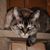 Michelle Kelly's profile image