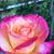 Malini Das's profile image