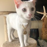 Jeff Gibson's profile image