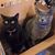 Terri Swindell's profile image