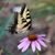 Pat Crody Daugherty's profile image