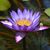Debbie Fogel's profile image