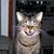 Lorrie Lorrie's profile image