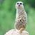 Robert Meerbeek's profile image