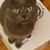 Cora Forrester Faison's profile image
