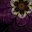 Marchell Mascheck's profile image