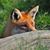 Chezza Fable's profile image