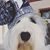 Lauri Youngquist's profile image