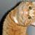 Katie Tomazoli's profile image