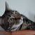 Janet Goyer's profile image