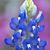 Roslyn Kiger Garrett's profile image