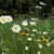 Wendy White Brockman's profile image