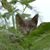 Patricia Isobella Blaseck Whitlock's profile image
