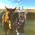 Dani Tupper's profile image