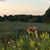 Sue Kronenberger's profile image