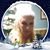 Kaye Hollifield's profile image