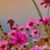 Sue Spiridigliozzi's profile image