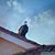 Rod Woltman's profile image