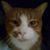 Sever Ina's profile image