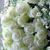 Susan Guglielmi's profile image