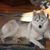 Paula FeDash's profile image