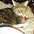 Kimberly A Omalley's profile image