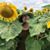 Stephanie Bartz's profile image