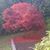 Carri Marks's profile image