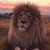 Marc Grandmaison's profile image