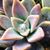 Monica Schultz Canady's profile image