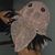 Hayden Lynn's profile image