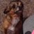 Carli Cummins's profile image