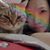 Miumiu Wang's profile image