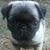 Raymonda Schwartz's profile image