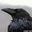Brian Sperduto's profile image