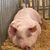 Laine Ingram Fichter's profile image