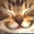 Eric Kellogg's profile image