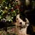 Donna Halvorsen's profile image