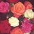 Michele Feiler Goldberg's profile image