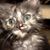 Prisk Debbie's profile image
