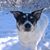 Sue E. Haas Fischler's profile image