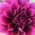 Alli Doyle's profile image