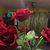 Alba Fischer's profile image