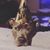 Samantha Dawn Englander's profile image