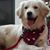 Linda Battista's profile image