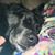 Judy Boreman Mowrer's profile image
