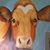 Angelique Walason's profile image