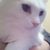 Rebecca A. Shott's profile image